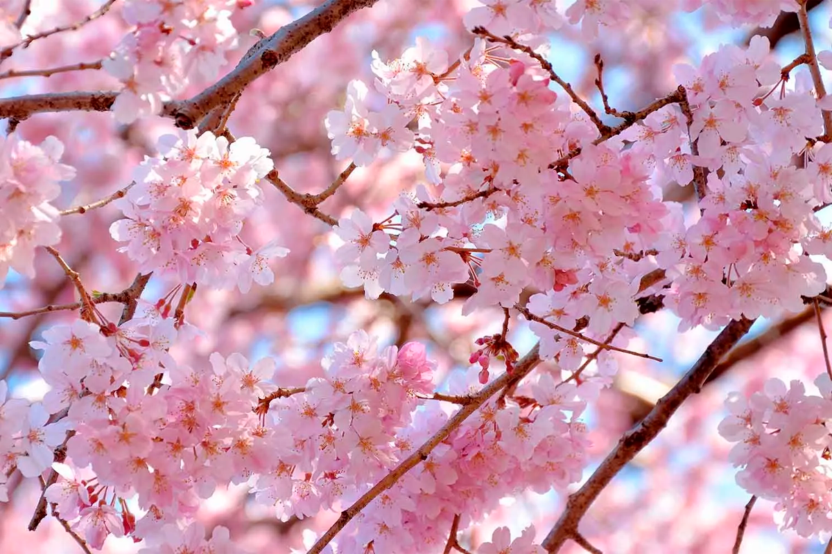 Сезон цветения Сакуры - когда и где его можно увидеть в Германии